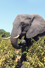 Image showing African Elephant in Chobe, Botswana safari wildlife