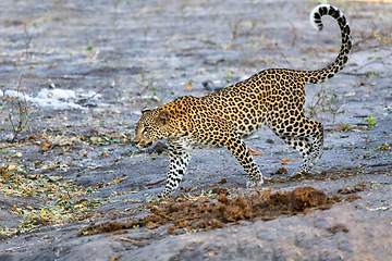 Image showing frican leopard Chobe Botswana, Africa wildlife