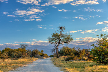 Image showing Moremi game reserve landscape, Africa wilderness