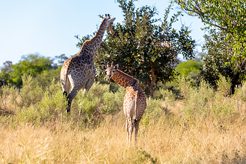 Image showing adult female giraffe with calf, Namibia Africa