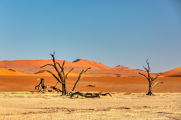 Image showing dry acacia tree in dead in Sossusvlei, Namibia