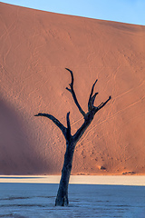 Image showing dry acacia tree in dead in Sossusvlei, Namibia