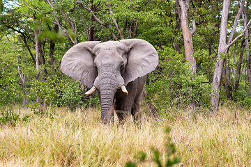 Image showing African Elephant in Moremi, Botswana safari wildlife