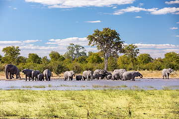 Image showing African Elephant on waterhole, Africa safari wildlife