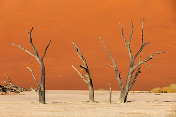 Image showing dry acacia tree in dead in Sossusvlei, Namibia