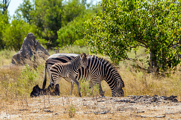 Image showing Zebra calf in bush, Botsvana Africa wildlife