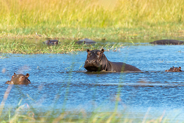 Image showing Hippopotamus Botswana Africa Safari Wildlife