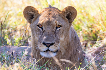 Image showing lion without a mane Botswana Africa safari wildlife