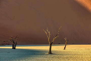 Image showing dry acacia tree in dead in Sossusvlei, Namibia