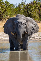 Image showing African Elephant in Chobe, Botswana safari wildlife