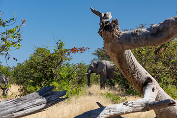 Image showing African Elephant in Chobe, Botswana safari wildlife