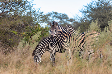 Image showing Zebra in bush, Namibia Africa wildlife