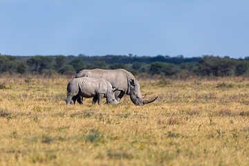 Image showing baby of white rhinoceros Botswana, Africa