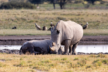 Image showing baby of white rhinoceros Botswana, Africa