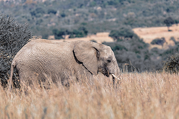 Image showing African Elephant in Pilanesberg South Africa wildlife safari.