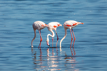 Image showing Rosy Flamingo colony in Walvis Bay Namibia