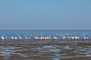 Image showing Rosy Flamingo colony in Walvis Bay Namibia