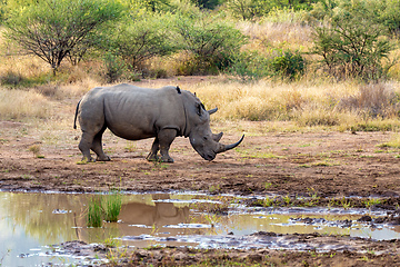 Image showing White rhinoceros Pilanesberg, South Africa safari wildlife