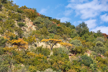 Image showing landscape Pilanesberg National Park, South Africa