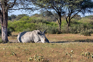 Image showing male of white rhinoceros Botswana, Africa