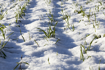 Image showing Young sprouts of wheat