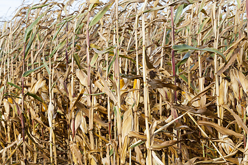 Image showing agricultural field with corn