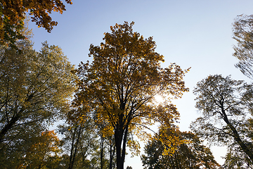 Image showing Maple Park in autumn