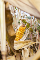 Image showing Mature corn