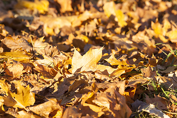 Image showing Maple Park in autumn