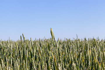 Image showing Field with cereal