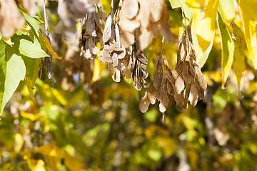 Image showing dry maple seeds