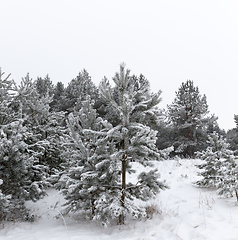 Image showing Trees in the forest in winter