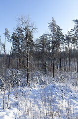 Image showing Snow drifts in winter