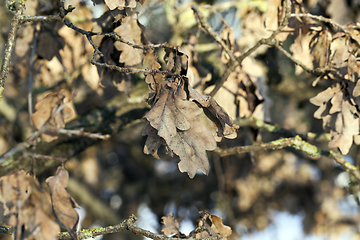 Image showing Dry oak leaves
