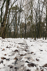 Image showing tree in the snow