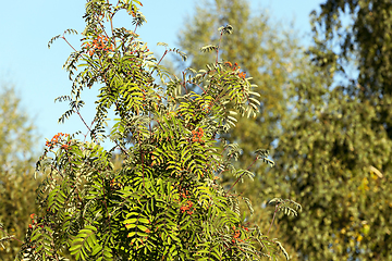 Image showing red mountain ash in the autumn