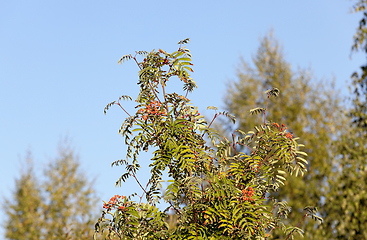Image showing red mountain ash in the autumn
