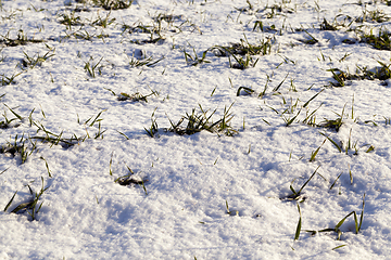 Image showing Photo snow, close-up