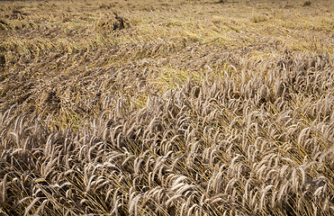 Image showing mature cereal, close-up