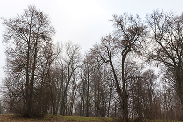 Image showing bare trunks of trees in the park