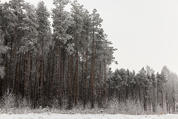 Image showing Frost in the trees