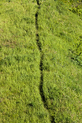 Image showing mowed green grass