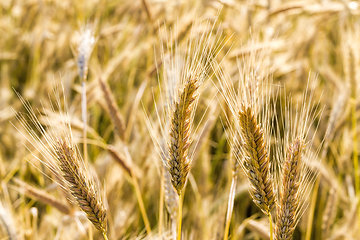 Image showing field food