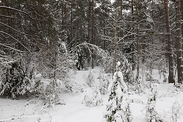 Image showing Winter landscape, snowfall