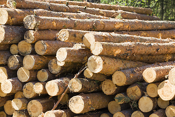 Image showing sawed and piled large logs