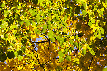 Image showing Yellow foliage, autumn