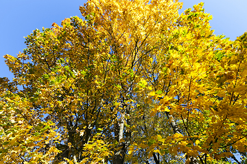 Image showing yellowed maple trees in autumn -