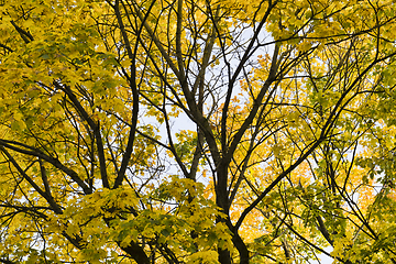 Image showing yellow and other foliage