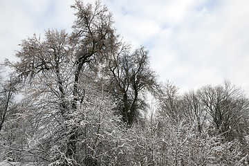 Image showing Branches of a tree in the snow