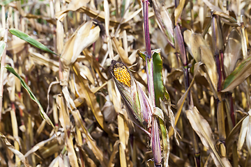 Image showing Ripe yellow corn